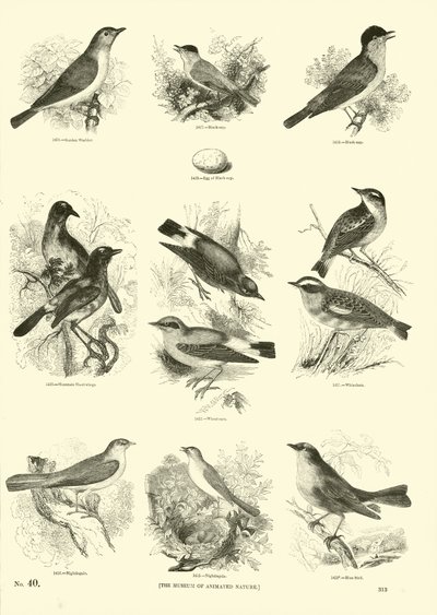 Side fra The Pictorial Museum of Animated Nature av English School