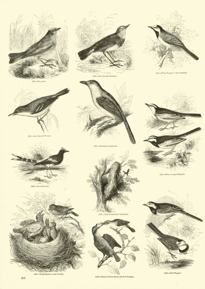 Side fra The Pictorial Museum of Animated Nature av English School