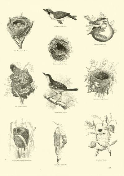 Side fra The Pictorial Museum of Animated Nature av English School