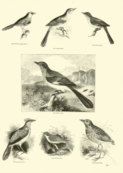 Side fra The Pictorial Museum of Animated Nature av English School