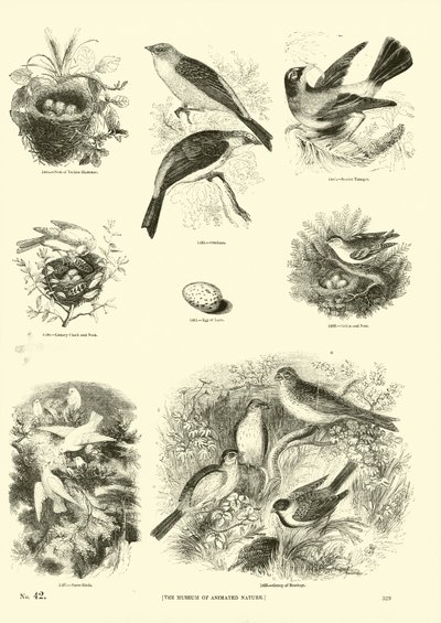 Side fra The Pictorial Museum of Animated Nature av English School
