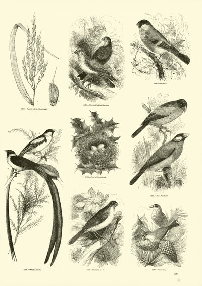 Side fra The Pictorial Museum of Animated Nature av English School