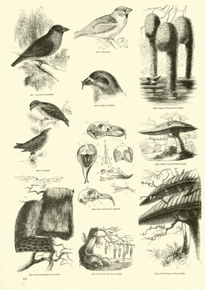 Side fra The Pictorial Museum of Animated Nature av English School