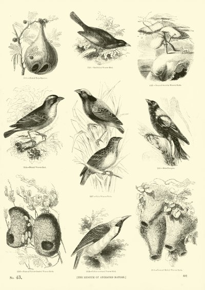 Side fra The Pictorial Museum of Animated Nature av English School