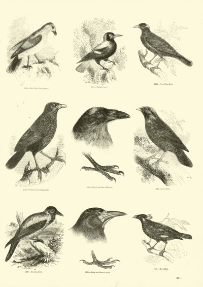 Side fra The Pictorial Museum of Animated Nature av English School