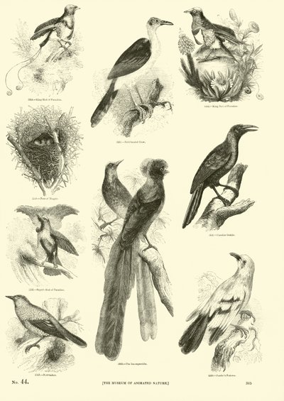 Side fra The Pictorial Museum of Animated Nature av English School