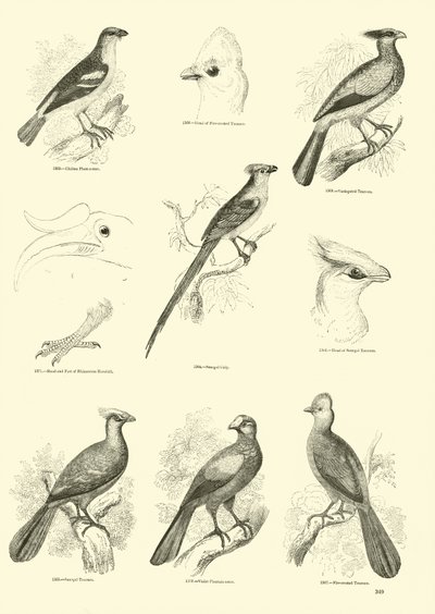 Side fra The Pictorial Museum of Animated Nature av English School