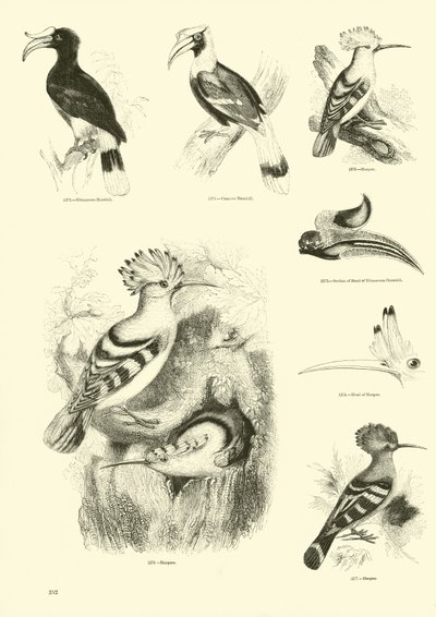 Side fra The Pictorial Museum of Animated Nature av English School