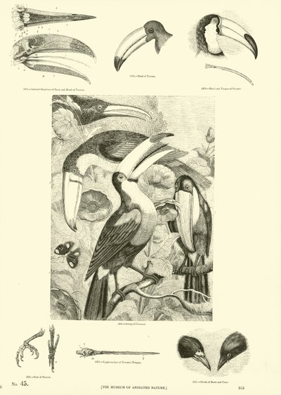 Side fra The Pictorial Museum of Animated Nature av English School