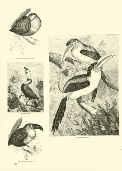 Side fra The Pictorial Museum of Animated Nature av English School