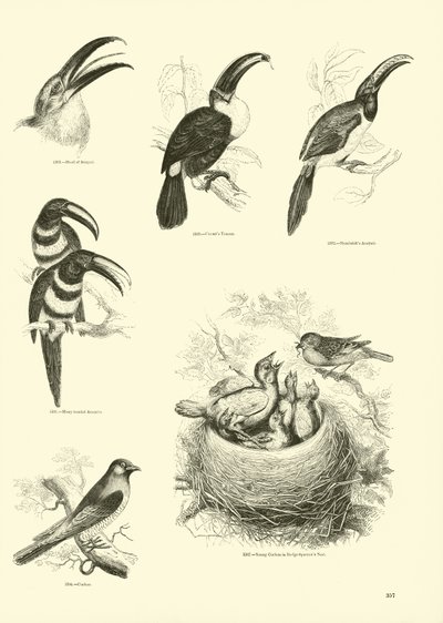 Side fra The Pictorial Museum of Animated Nature av English School
