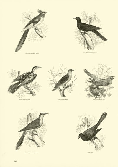 Side fra The Pictorial Museum of Animated Nature av English School