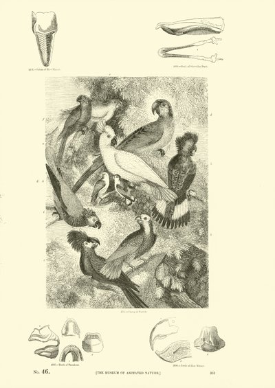 Side fra The Pictorial Museum of Animated Nature av English School