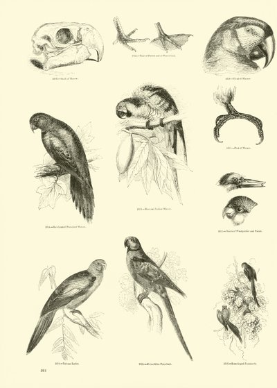 Side fra The Pictorial Museum of Animated Nature av English School