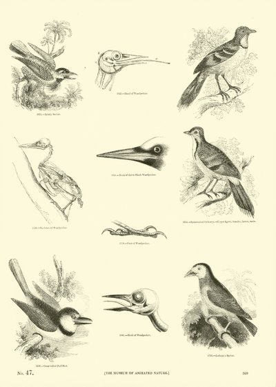 Side fra The Pictorial Museum of Animated Nature av English School
