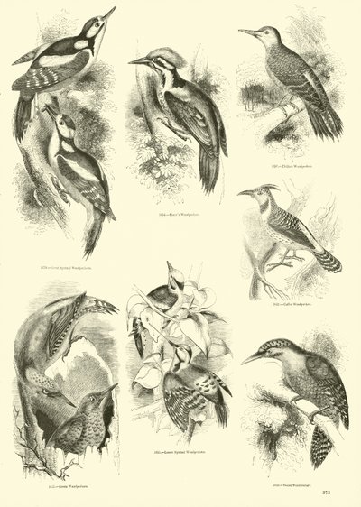 Side fra The Pictorial Museum of Animated Nature av English School