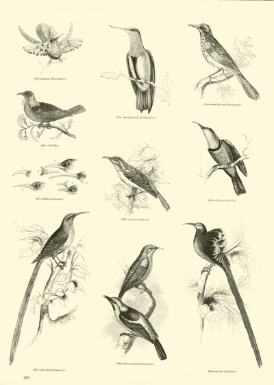Side fra The Pictorial Museum of Animated Nature av English School