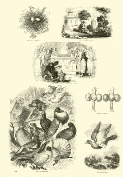 Side fra The Pictorial Museum of Animated Nature av English School