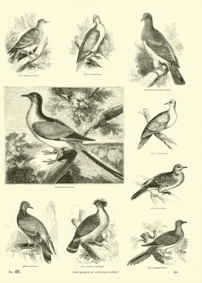 Side fra The Pictorial Museum of Animated Nature av English School