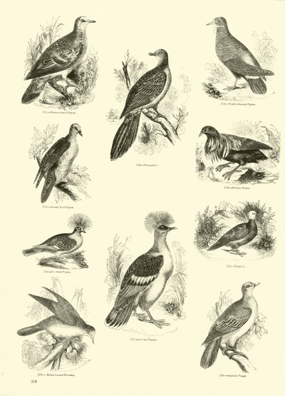 Side fra The Pictorial Museum of Animated Nature av English School