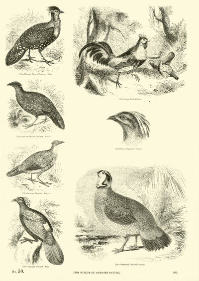 Side fra The Pictorial Museum of Animated Nature av English School