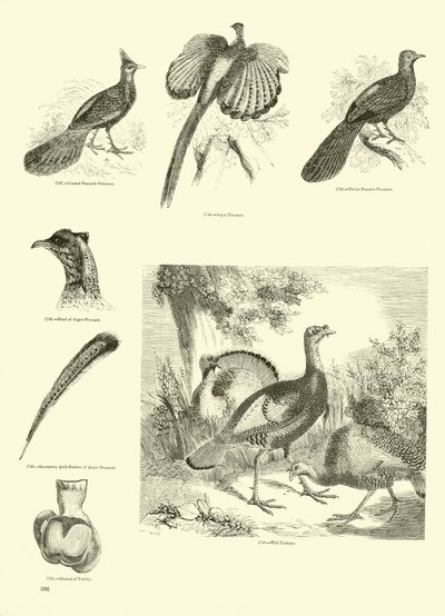 Side fra The Pictorial Museum of Animated Nature av English School