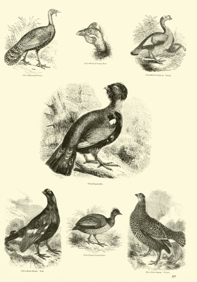 Side fra The Pictorial Museum of Animated Nature av English School