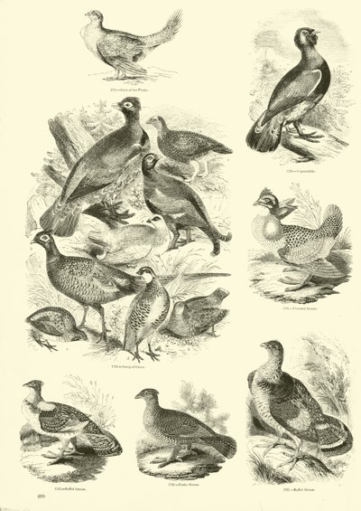 Side fra The Pictorial Museum of Animated Nature av English School