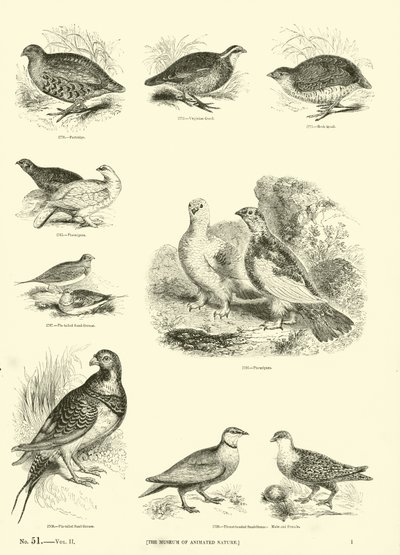Side fra The Pictorial Museum of Animated Nature av English School