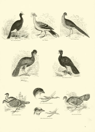 Side fra The Pictorial Museum of Animated Nature av English School
