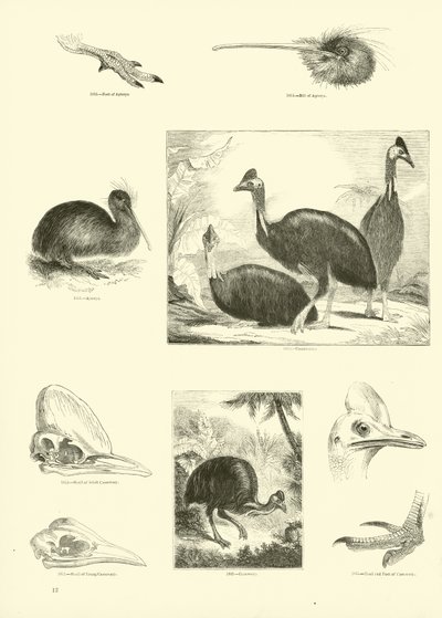 Side fra The Pictorial Museum of Animated Nature av English School