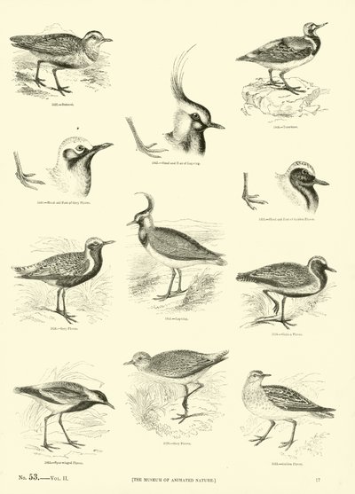 Side fra The Pictorial Museum of Animated Nature av English School