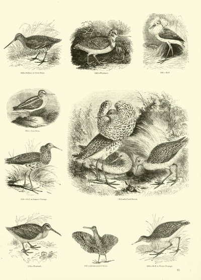 Side fra The Pictorial Museum of Animated Nature av English School