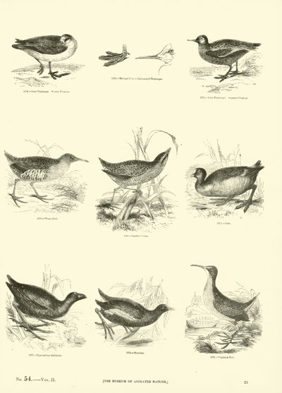 Side fra The Pictorial Museum of Animated Nature av English School