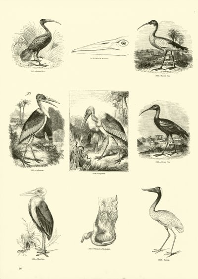 Side fra The Pictorial Museum of Animated Nature av English School