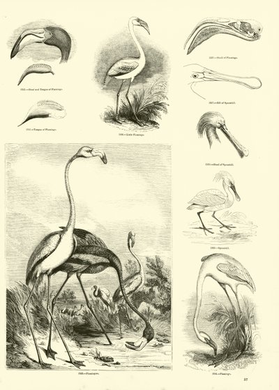 Side fra The Pictorial Museum of Animated Nature av English School
