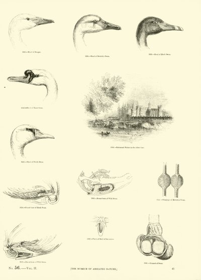 Side fra The Pictorial Museum of Animated Nature av English School