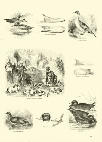 Side fra The Pictorial Museum of Animated Nature av English School