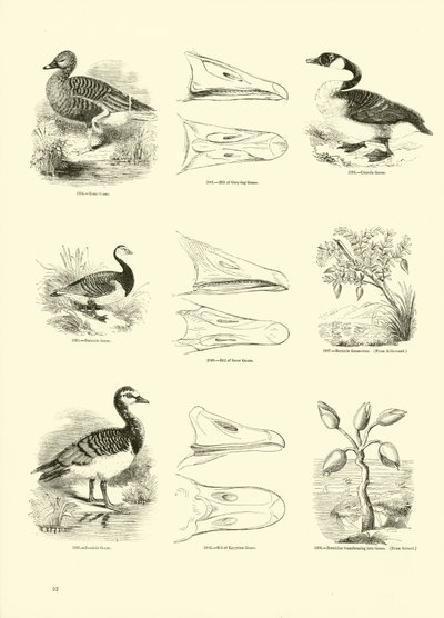 Side fra The Pictorial Museum of Animated Nature av English School