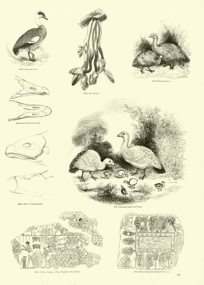 Side fra The Pictorial Museum of Animated Nature av English School