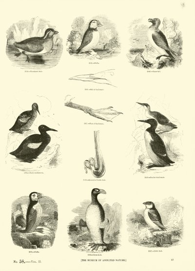 Side fra The Pictorial Museum of Animated Nature av English School