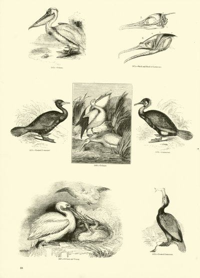 Side fra The Pictorial Museum of Animated Nature av English School