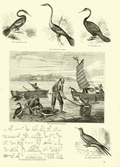 Side fra The Pictorial Museum of Animated Nature av English School