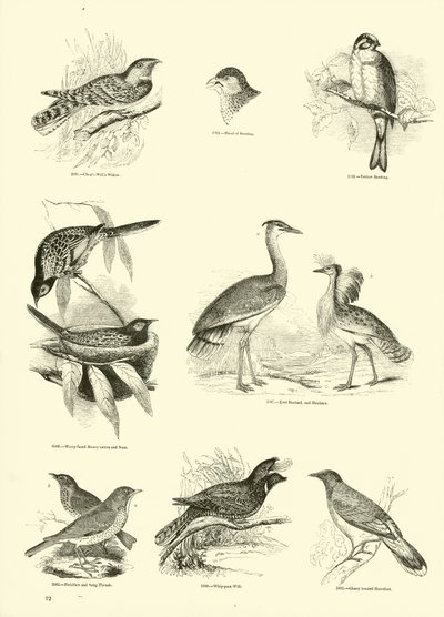 Side fra The Pictorial Museum of Animated Nature av English School