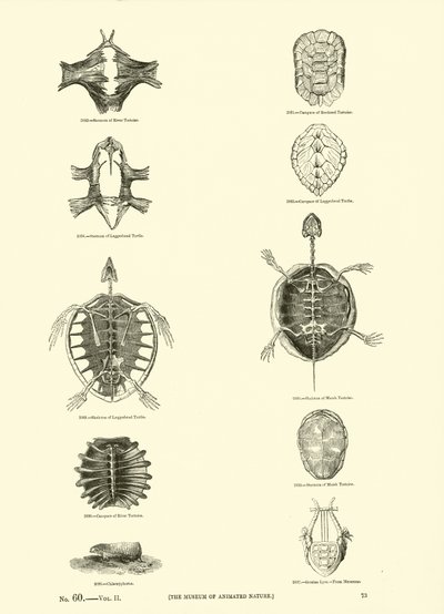 Side fra The Pictorial Museum of Animated Nature av English School