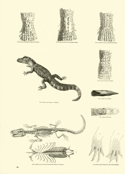 Side fra The Pictorial Museum of Animated Nature av English School
