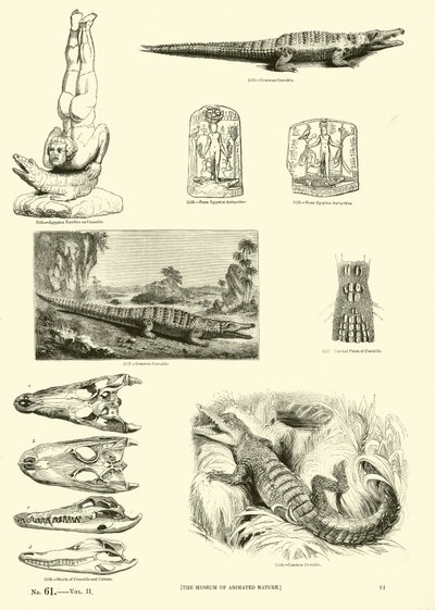 Side fra The Pictorial Museum of Animated Nature av English School