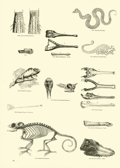 Side fra The Pictorial Museum of Animated Nature av English School