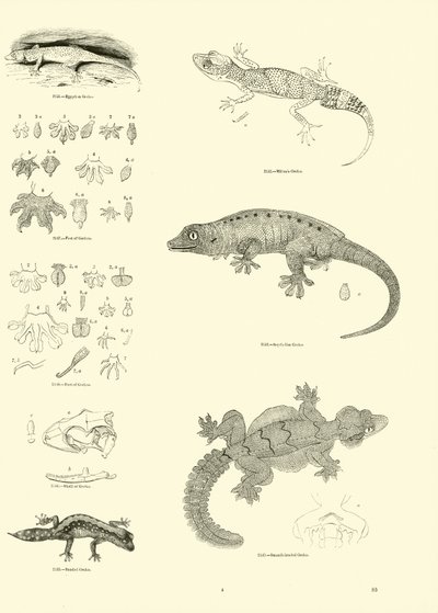 Side fra The Pictorial Museum of Animated Nature av English School