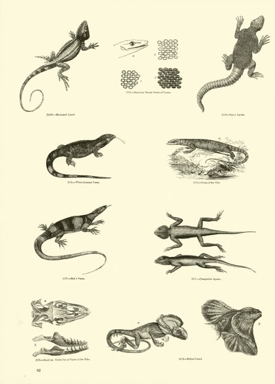 Side fra The Pictorial Museum of Animated Nature av English School